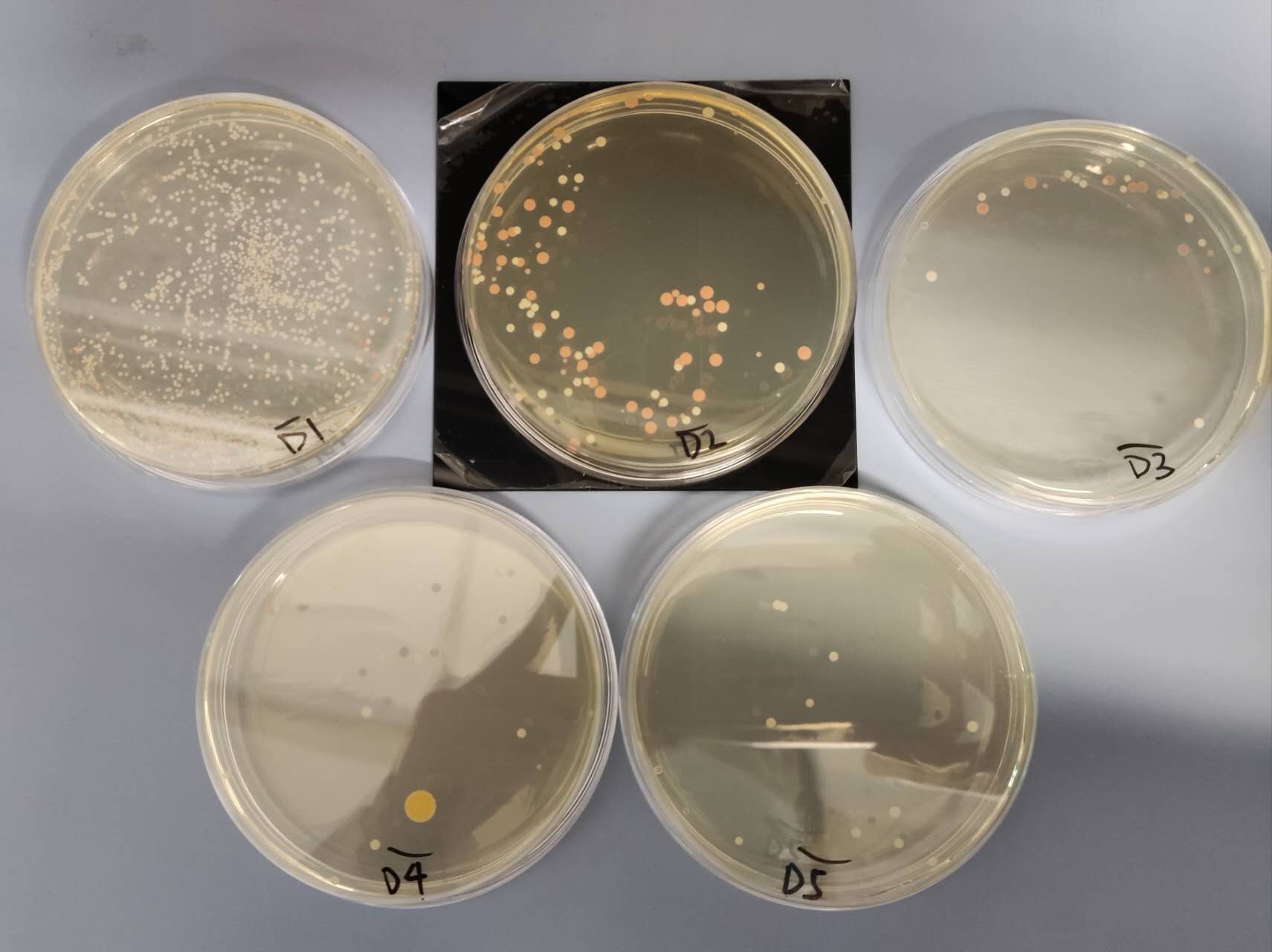 Petri dish with colonies